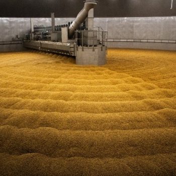 Simpsons Malt GKV