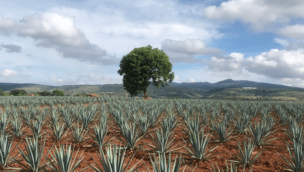 Tequila sector tussles over additive-free claims
