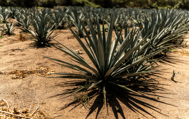 Tequila agave