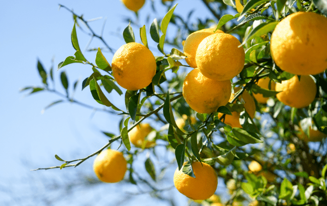 citrus fruit lemon