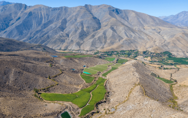 Chile celebrates National Pisco Day