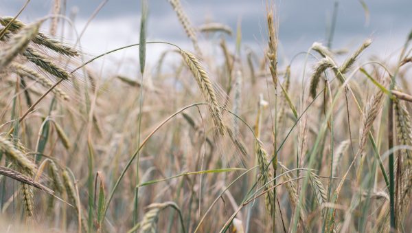 Rye rejection: EU whisky meets labelling roadblock