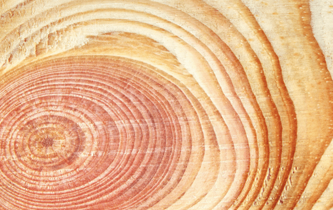 oak species