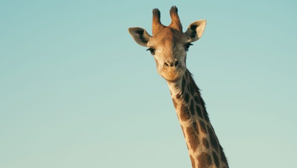 Local and foreign spirits are neck and neck in South Africa