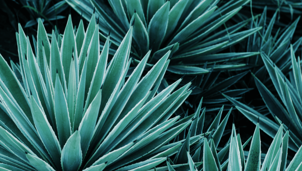 Top 10 biggest-selling Tequila Brand Champions