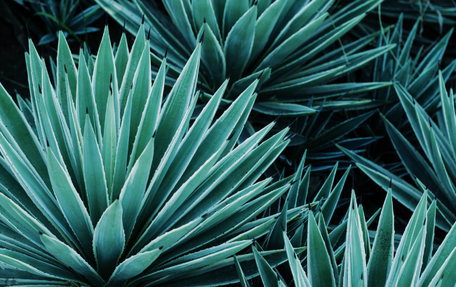 Tequila agave