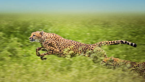 Top 10 fastest-growing Brand Champions 2024