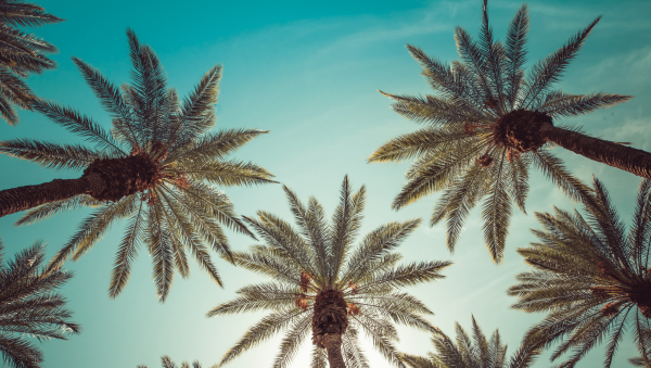 Spirits in limbo as RNDC exit disrupts California