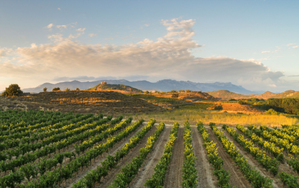 Zamora Company sets 90% renewable energy target