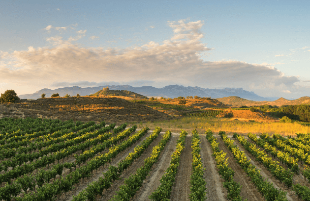 Zamora Company sets 90% renewable energy target