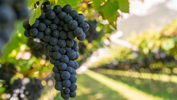 Does brandy need a glow-up?