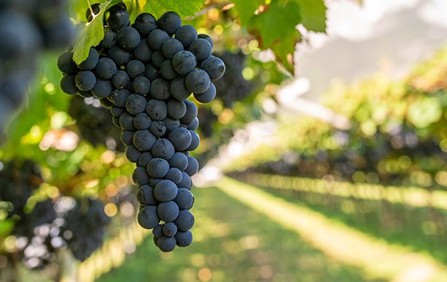 harversting grape in Italy