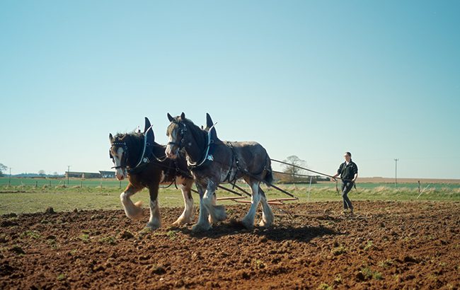 Drummygar Distillery to use Clydesdale-tended barley