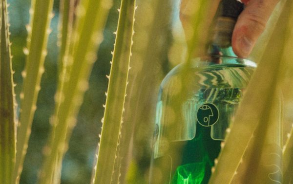 Sotol Week debuts in NYC