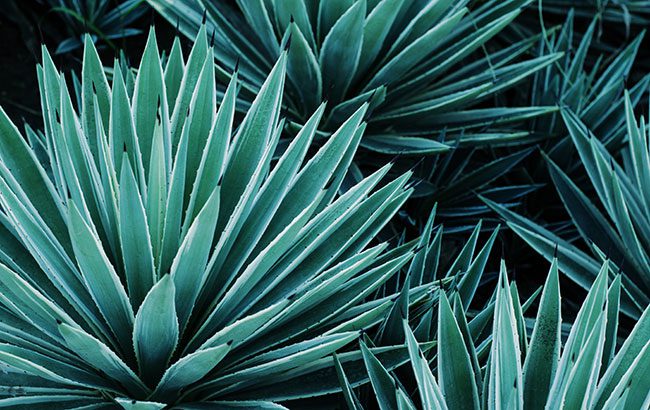 Tequila-global-travel-retail