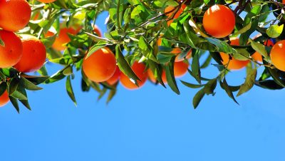 The Gin Masters 2025 – Second Tasting results