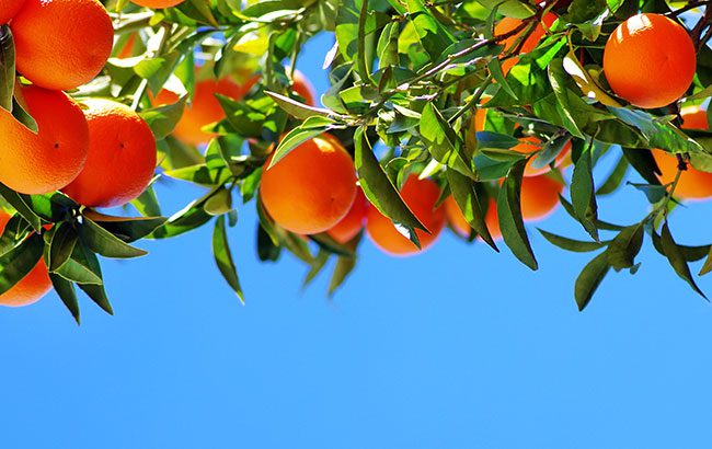 Gin-Masters-Results-Second-2025