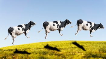 Peta highlights 10 vegan cream liqueurs