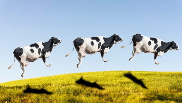 Peta highlights 10 vegan cream liqueurs