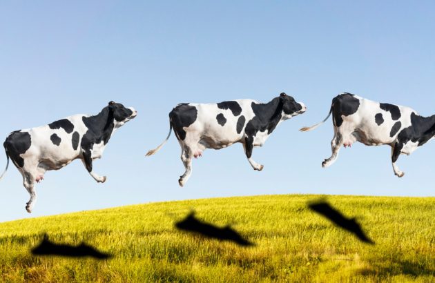 Peta highlights 10 vegan cream liqueurs