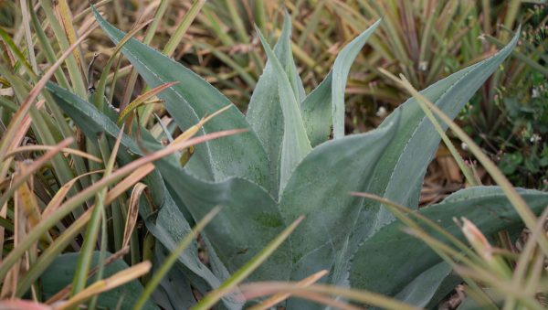 SB visits… Cocuy Saroche, Venezuela