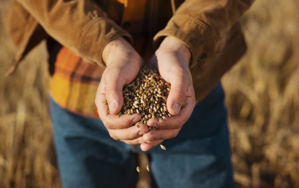 Anora continues regenerative farming initiative