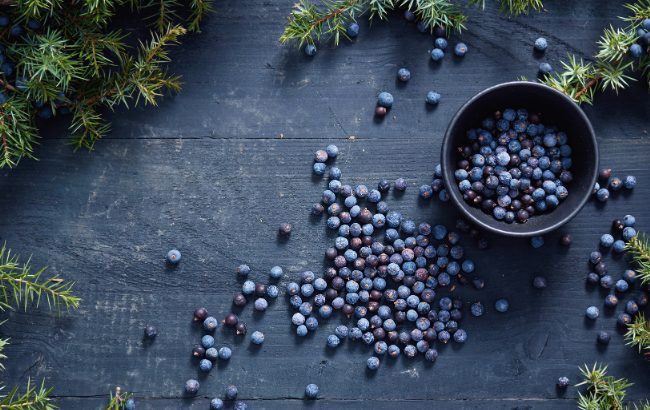 Juniper berries, used in the production of gin