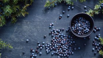 World Spirits Report 2025: Gin