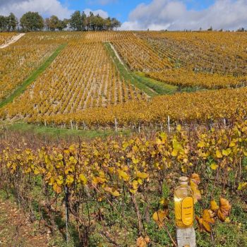 Renais Gin vineyards