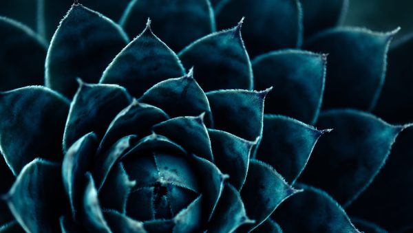 World Spirits Report 2025: Tequila & mezcal