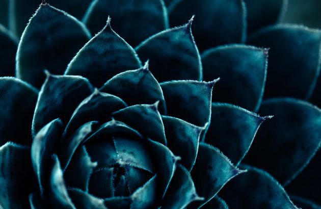 World Spirits Report 2025: Tequila & mezcal