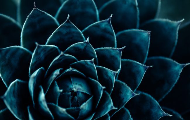 Tequila Mezcal agave