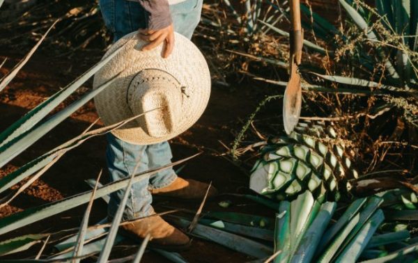 Tequila mayor arrested for alleged extortion