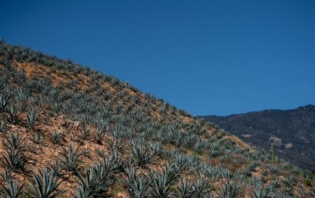 Mezcal Del Maguey