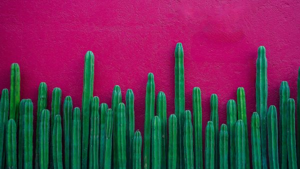 Results time: The Tequila & Mezcal Masters 2026