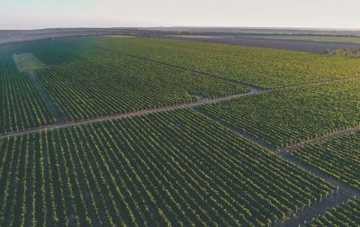 The divine advantage