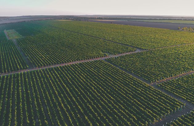 The divine advantage