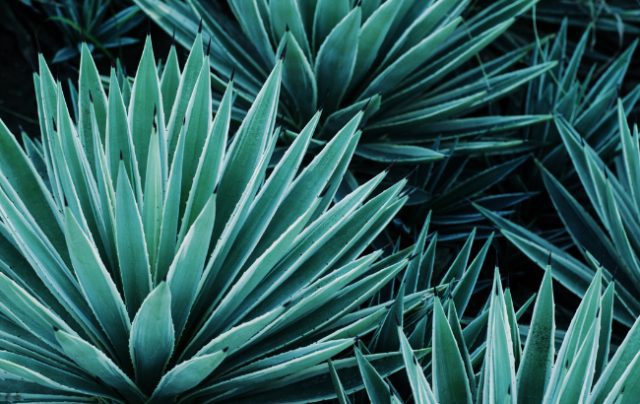 Tequila agave plant