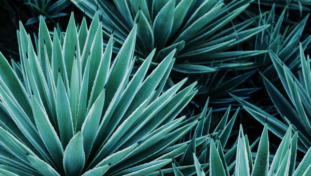 Top 10 best-selling Tequila Brand Champions