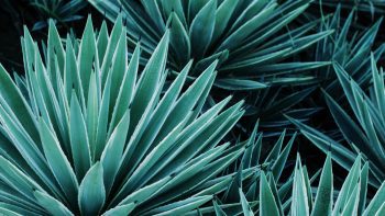 Top 10 best-selling Tequila Brand Champions