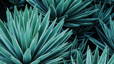 Top 10 best-selling Tequila Brand Champions