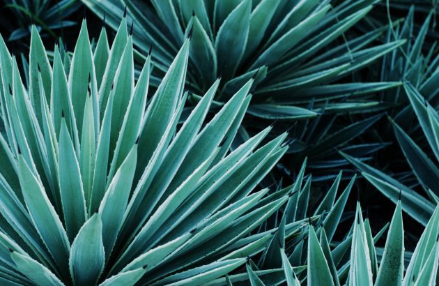 Top 10 best-selling Tequila Brand Champions