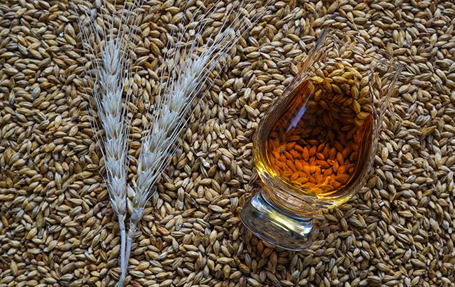 Malt is germinated, dried barley which is used in the whisky and beer production