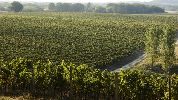 Can global brandy capitalise on Cognac’s challenges?