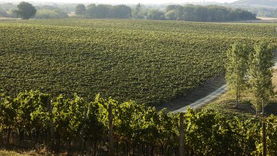Can global brandy capitalise on Cognac’s challenges?