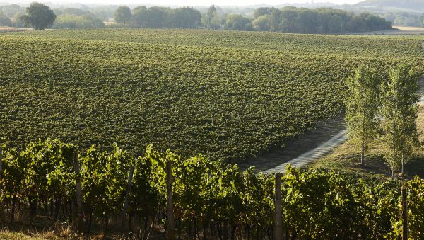 Can global brandy capitalise on Cognac’s challenges?